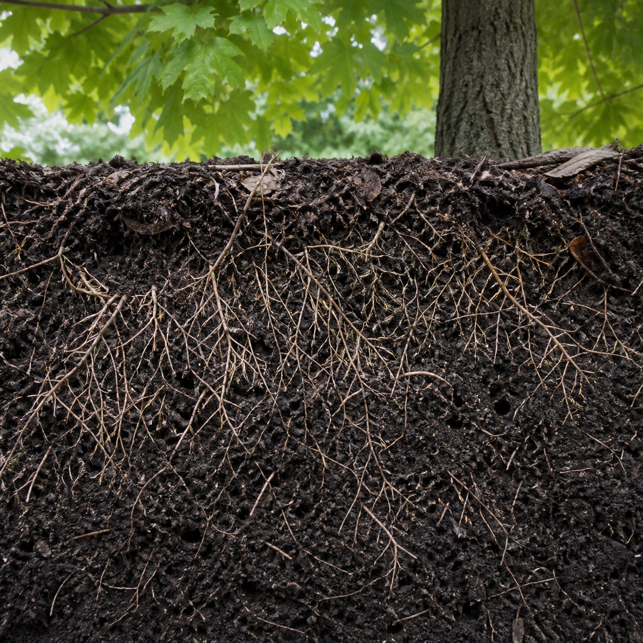 Fine tree roots growing through healthy structured soil
